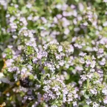 Foto von Zitronen-Thymian (Thymus x citriodorus)