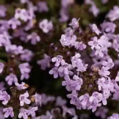 Foto von Korsischer Thymian (Thymus herba-barona)