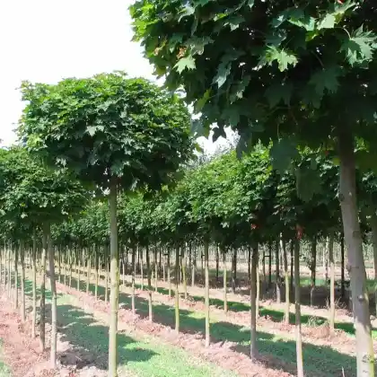 Foto von Kugel-Ahorn (Acer platanoides 'Globosum')