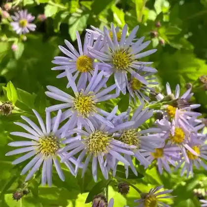 Foto von Aster 'Asran' (Aster ageratoides 'Asran')