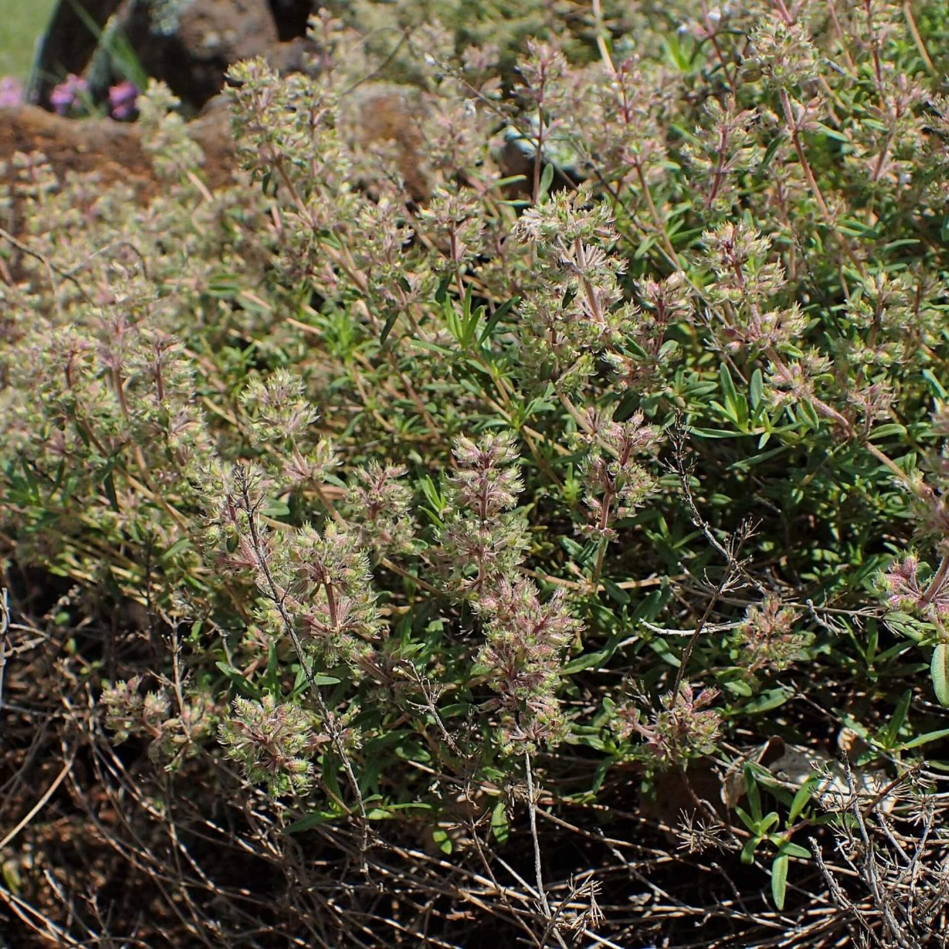 Kaskaden-Thymian (Thymus longicaulis ssp. odoratus)