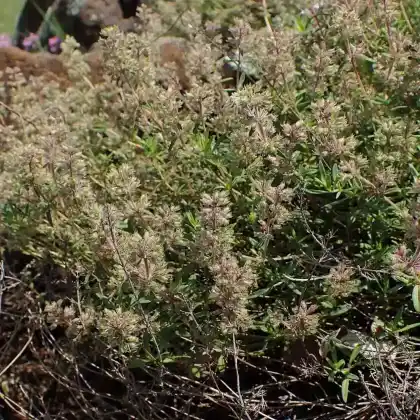 Foto von Kaskaden-Thymian (Thymus longicaulis ssp. odoratus)
