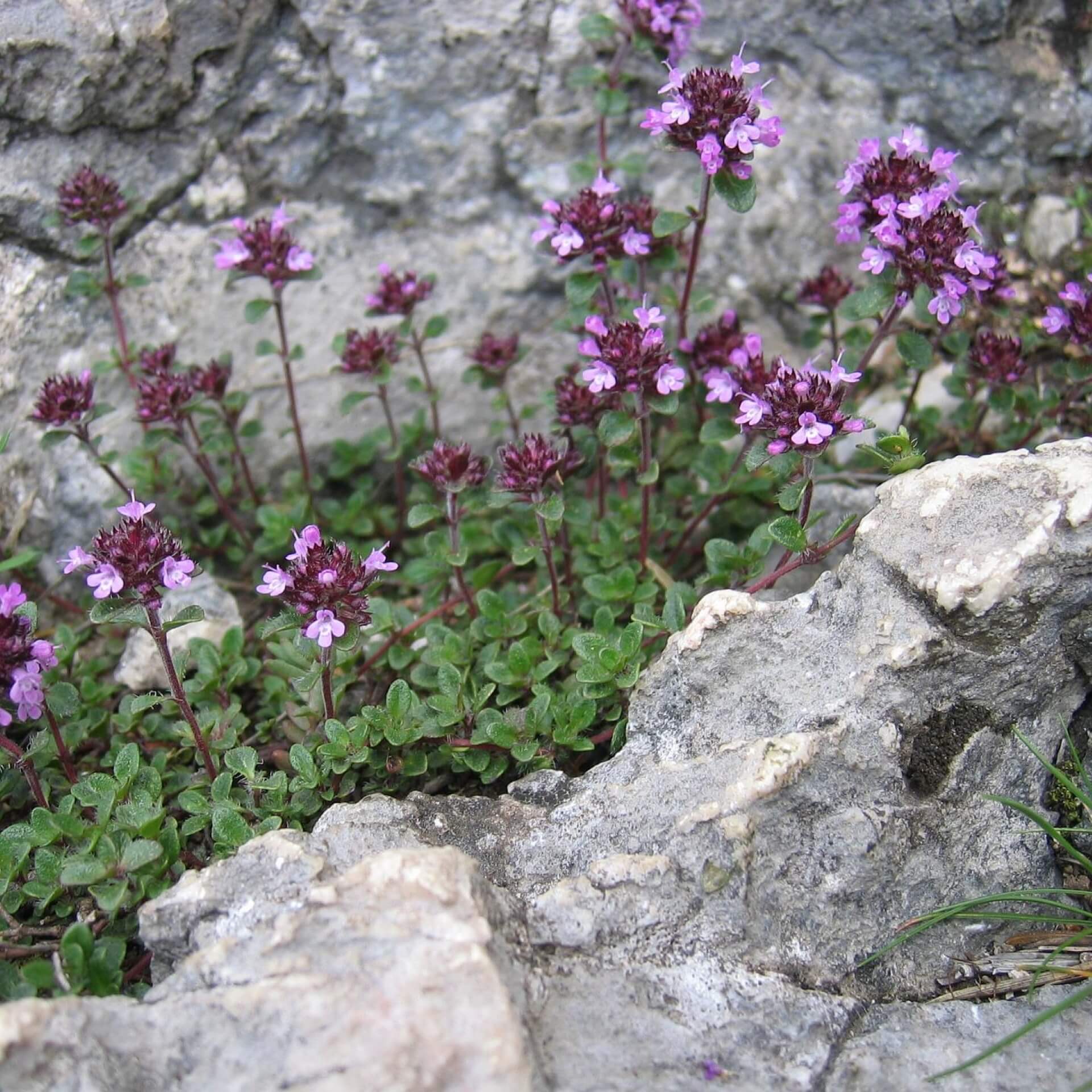 Langhaariger Thymian (Thymus polytrichus)