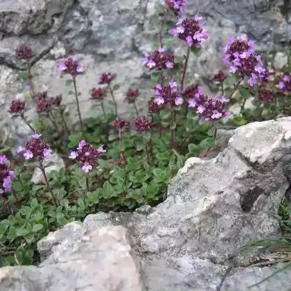 Foto von Langhaariger Thymian (Thymus polytrichus)