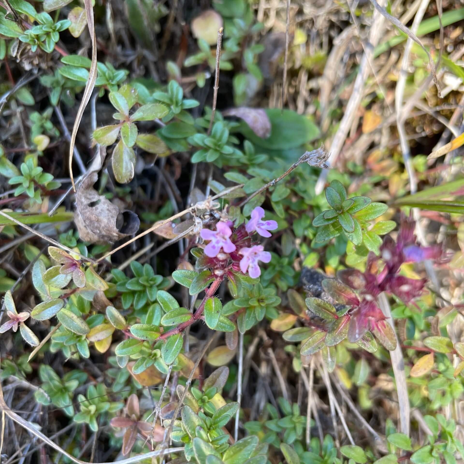 Frühlingsthymian (Thymus praecox)