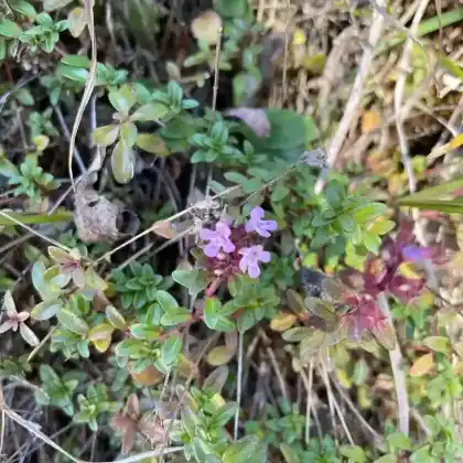 Foto von Frühlingsthymian (Thymus praecox)