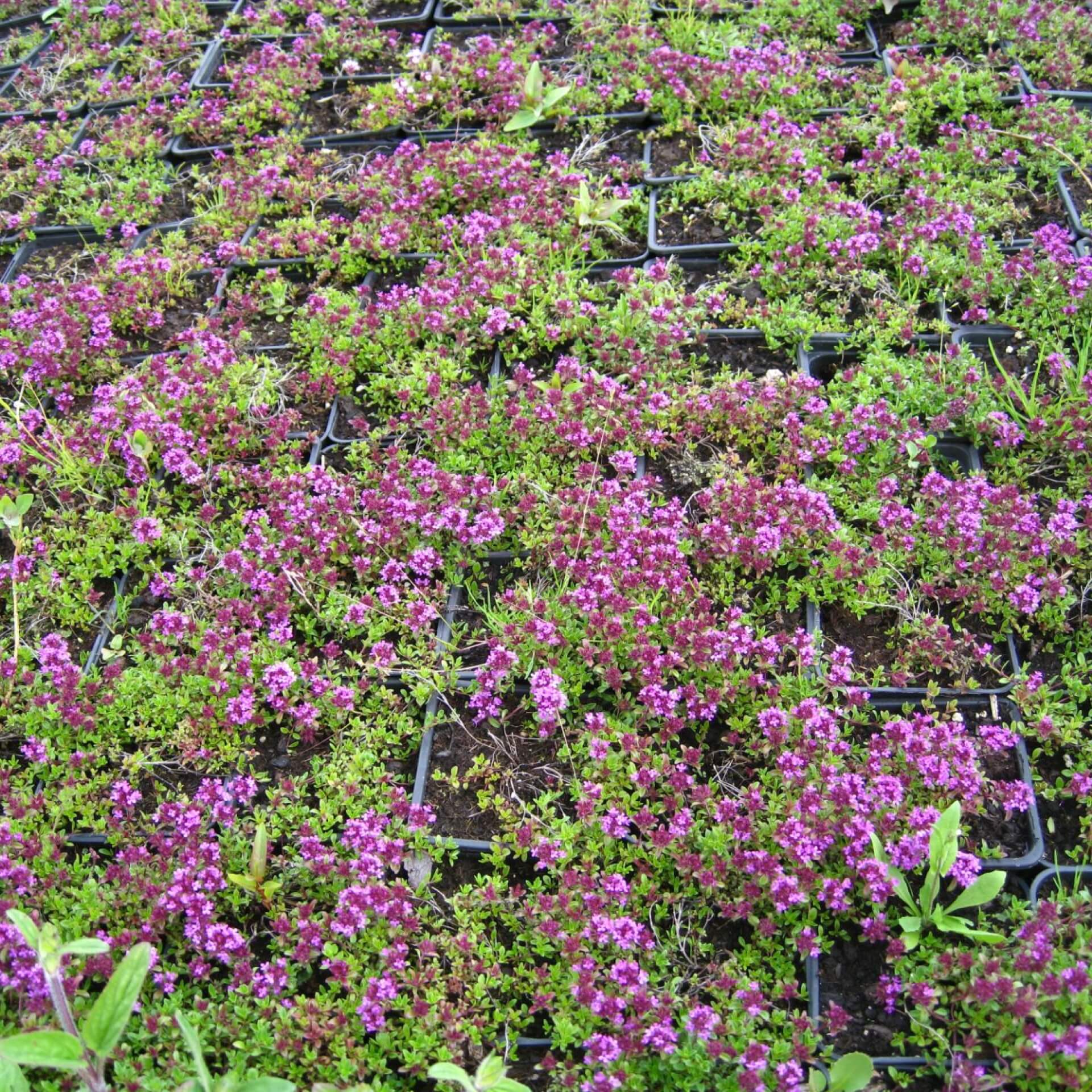 Frühlingsthymian 'Coccineus' (Thymus praecox 'Coccineus')