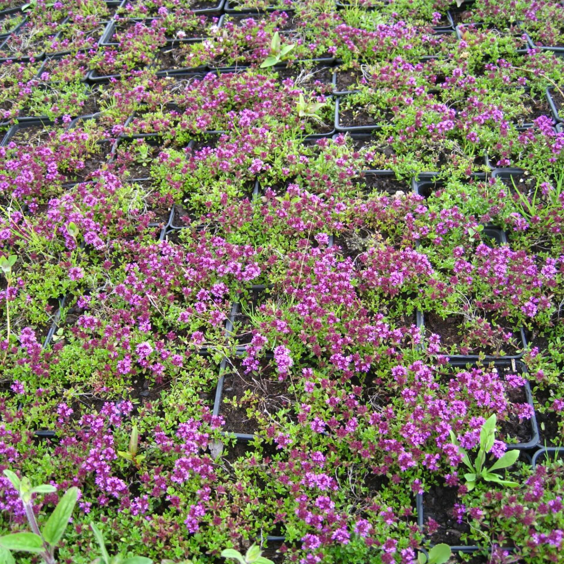 Frühlingsthymian 'Coccineus' (Thymus praecox 'Coccineus')