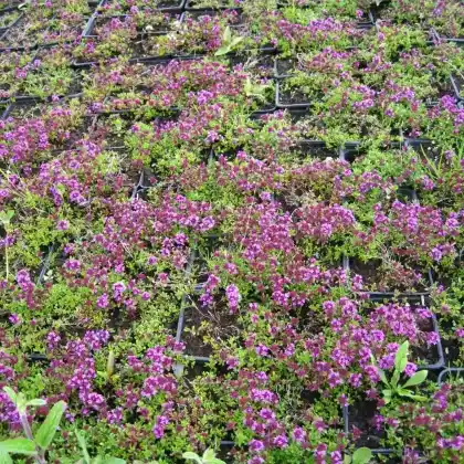 Foto von Frühlingsthymian 'Coccineus' (Thymus praecox 'Coccineus')