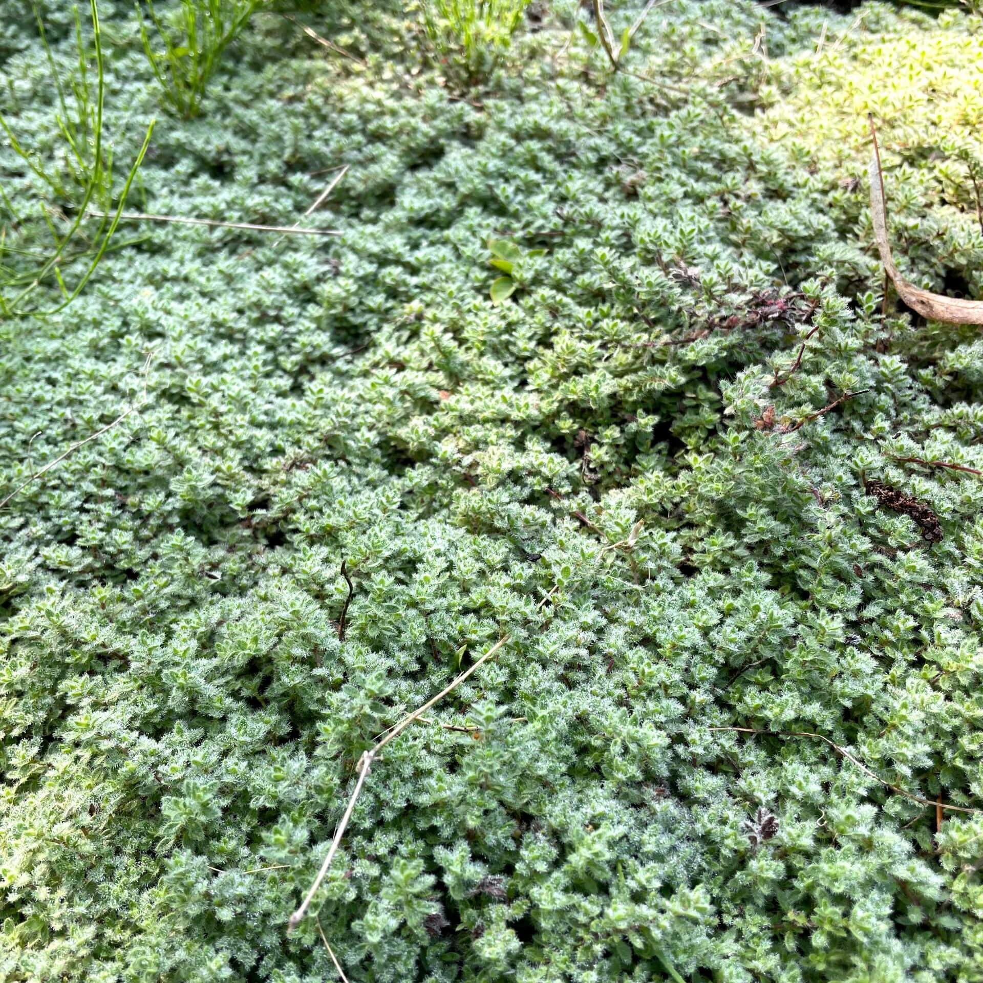Grauer Polster-Thymian (Thymus praecox ssp. pseudolanuginosus)