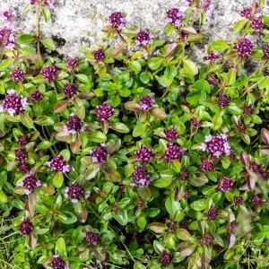 Thymus pulegioides