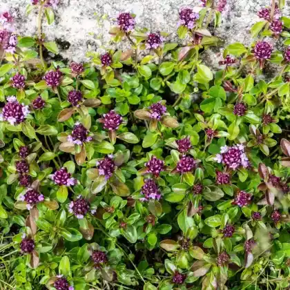 Foto von Breitblättriger Thymian (Thymus pulegioides)