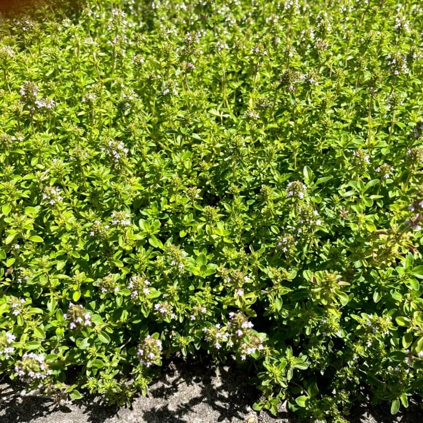 SandThymian / Thymus serpyllum