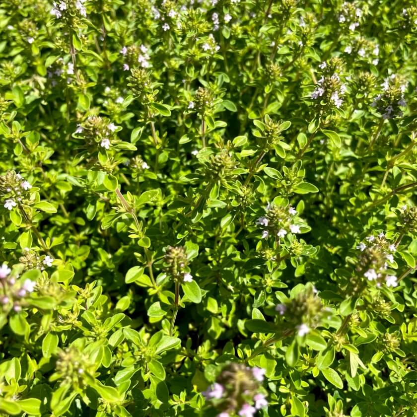 SandThymian / Thymus serpyllum
