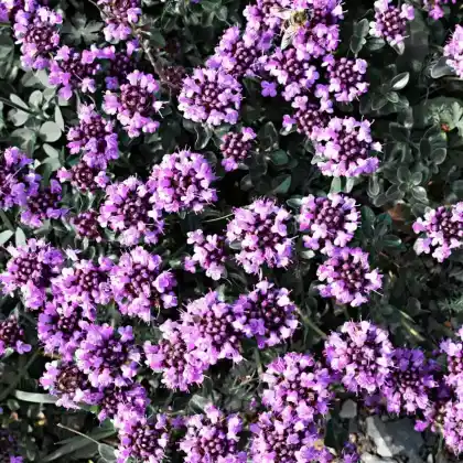 Foto von Sand-Thymian (Thymus serpyllum)
