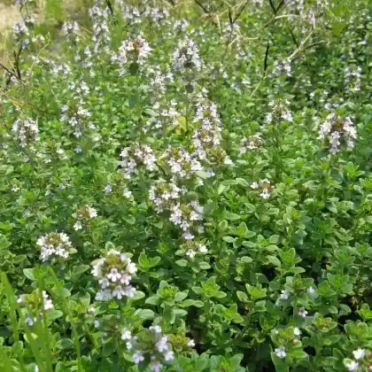 Foto von Sand-Thymian 'Albus' (Thymus serpyllum 'Albus')