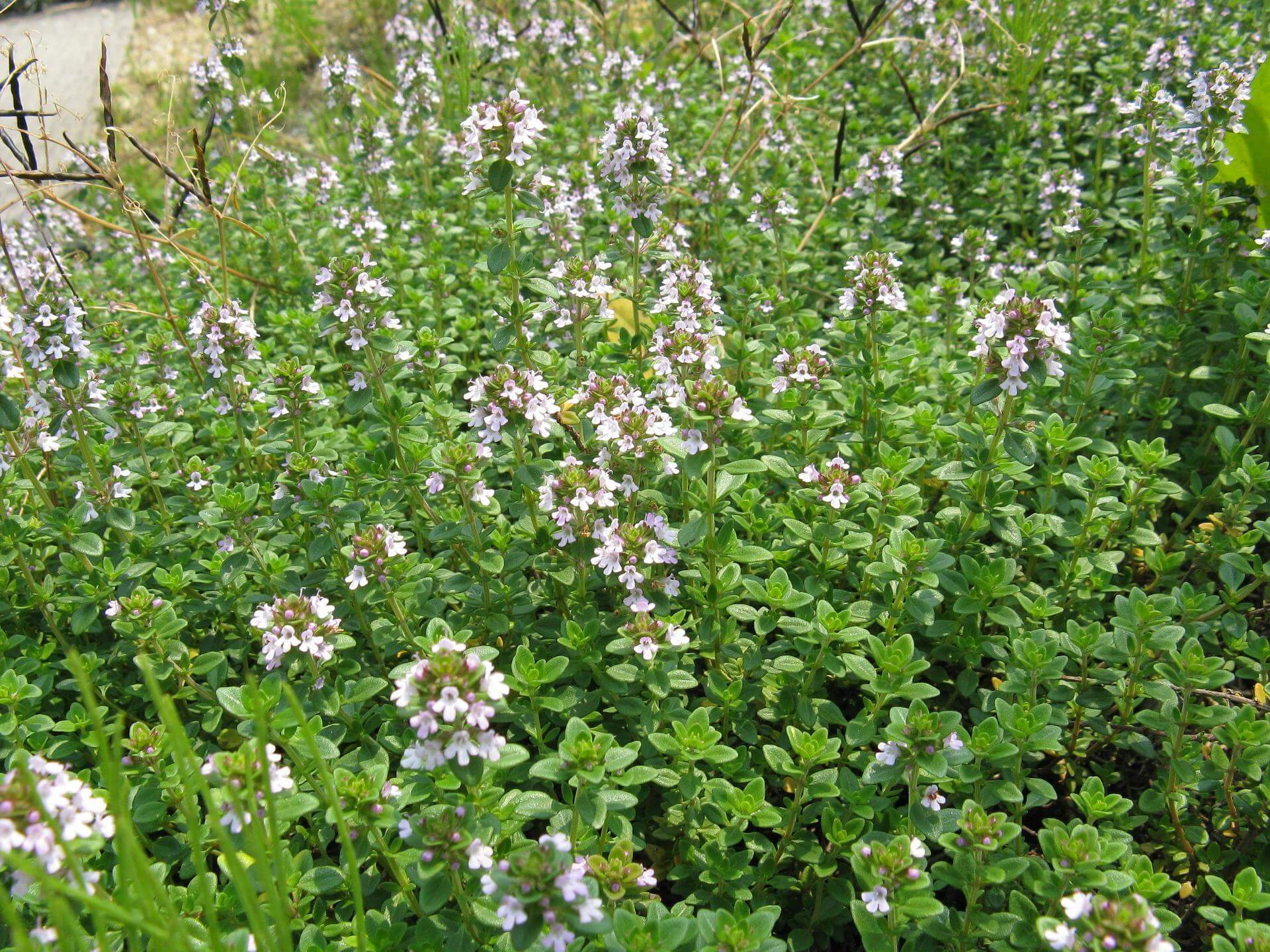 SandThymian 'Albus' / Thymus serpyllum 'Albus'