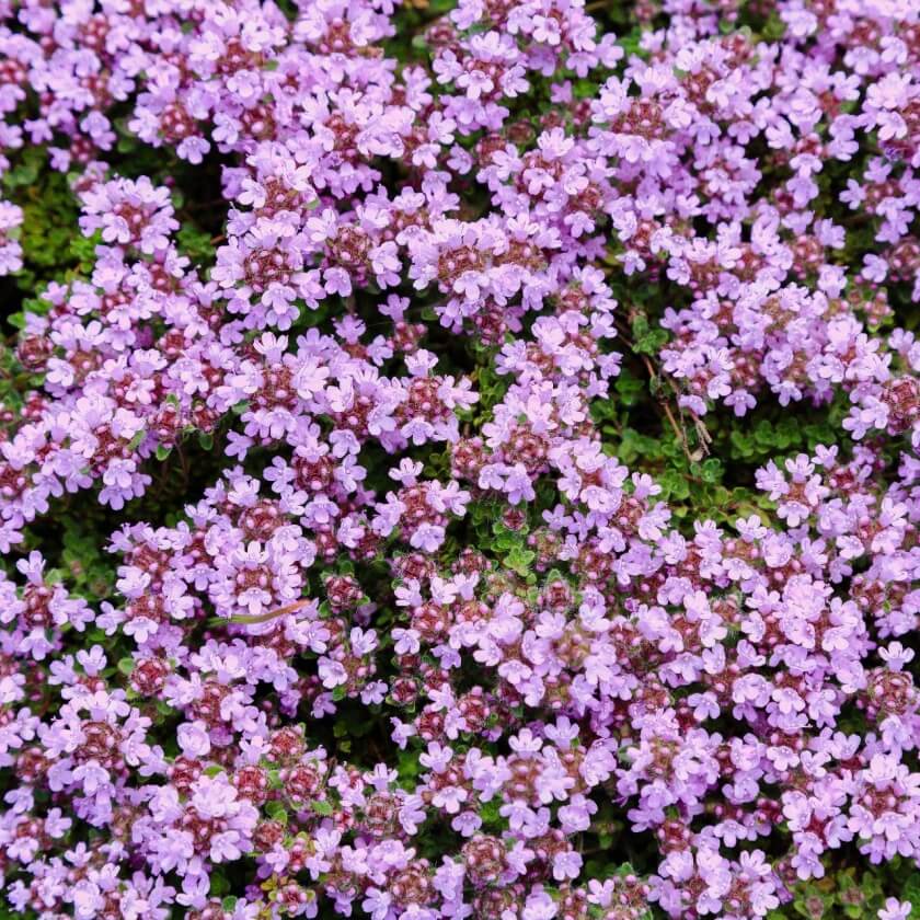 SandThymian 'Coccineus' / Thymus serpyllum 'Coccineus'