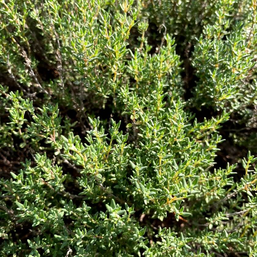 SandThymian 'Coccineus' / Thymus serpyllum 'Coccineus'