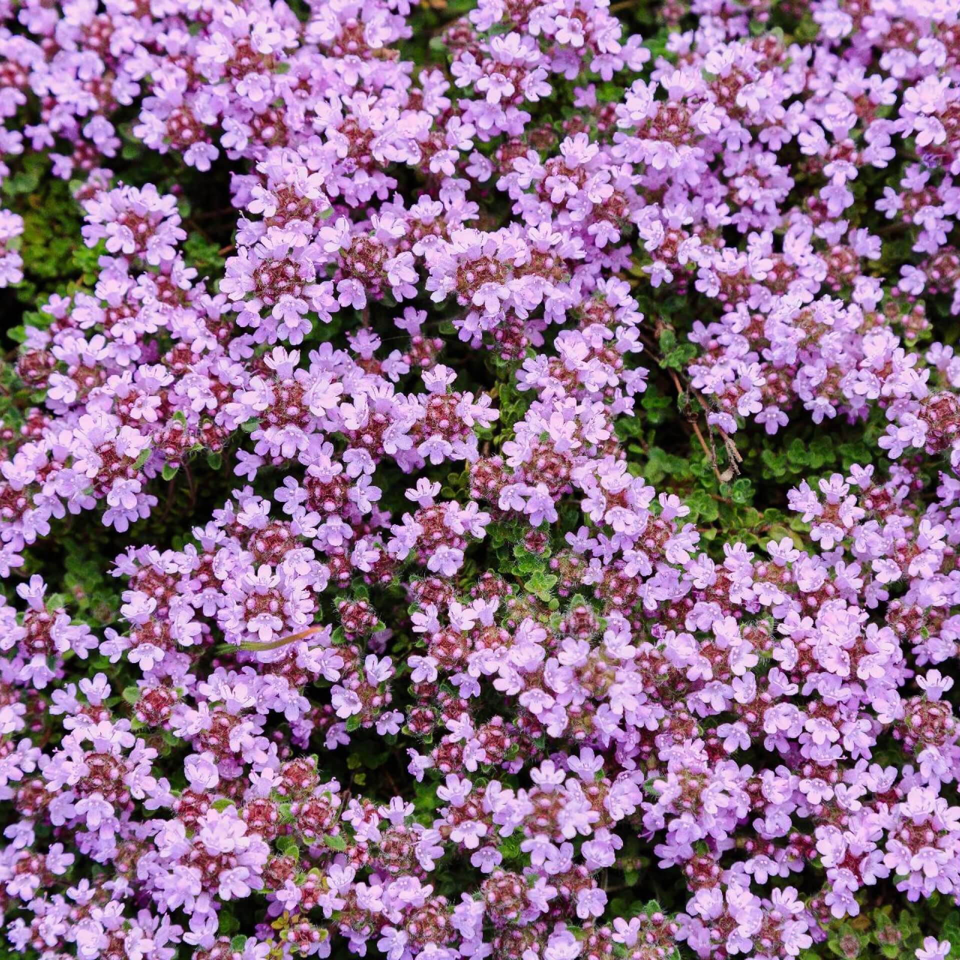 Sand-Thymian 'Coccineus' (Thymus serpyllum 'Coccineus')