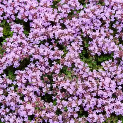 Foto von Sand-Thymian 'Coccineus' (Thymus serpyllum 'Coccineus')