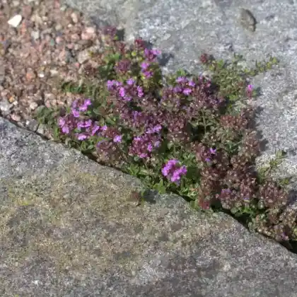 Foto von Sand-Thymian 'Elfin' (Thymus serpyllum 'Elfin')