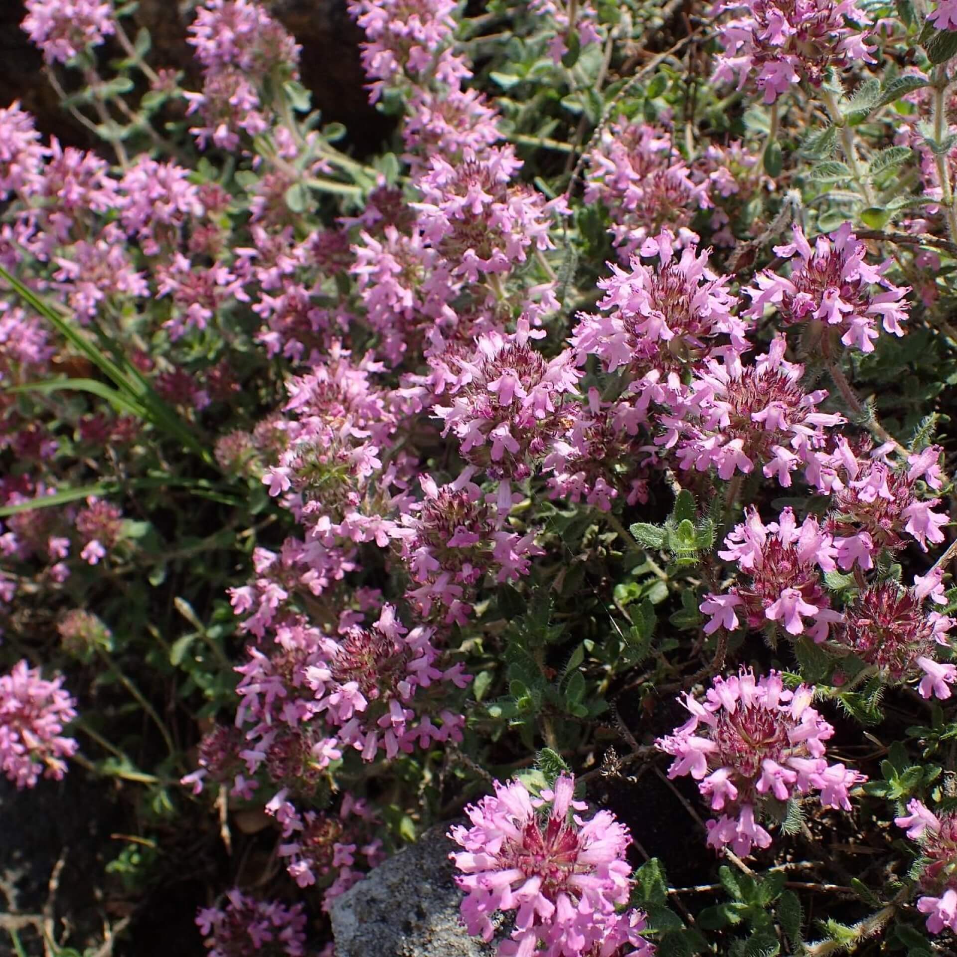 Thrakischer Thymian (Thymus thracicus)