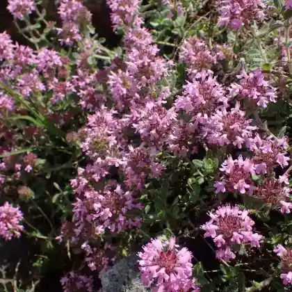 Foto von Thrakischer Thymian (Thymus thracicus)