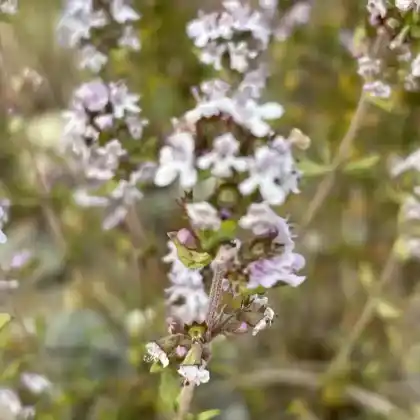 Foto von Echter Thymian (Thymus vulgaris)