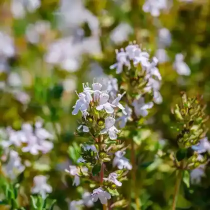 Foto von Orangen-Thymian (Thymus vulgaris ssp. fragrantissimus)