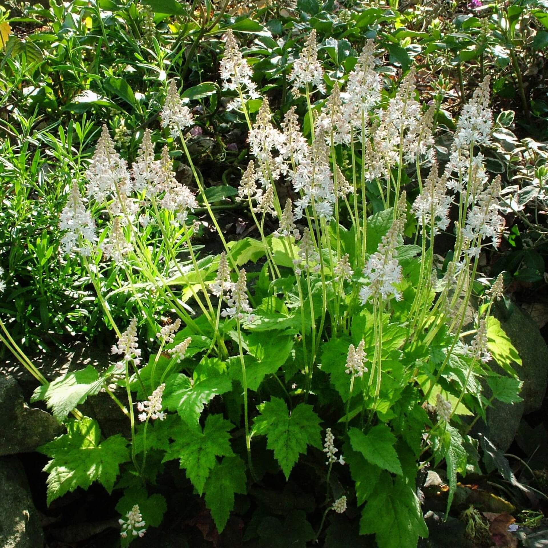 Herzblättrige Schaumblüte (Tiarella cordifolia)