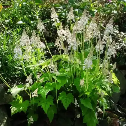 Foto von Herzblättrige Schaumblüte (Tiarella cordifolia)