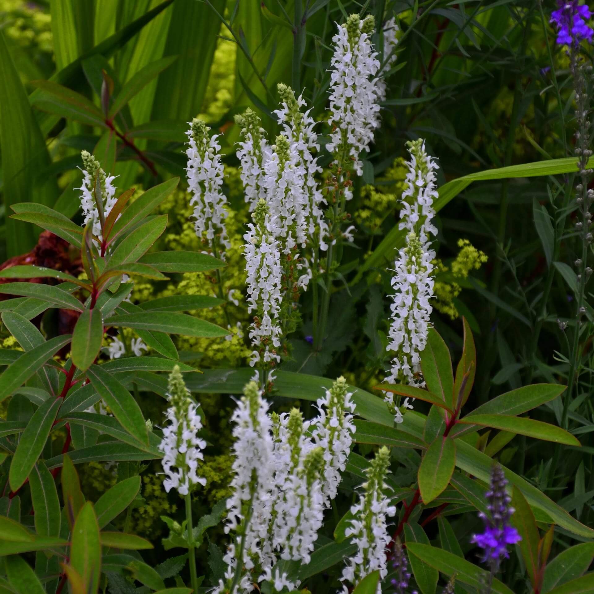 Amerikanische Schaumblüte (Tiarella wherryi)