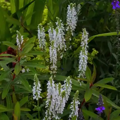 Foto von Amerikanische Schaumblüte (Tiarella wherryi)