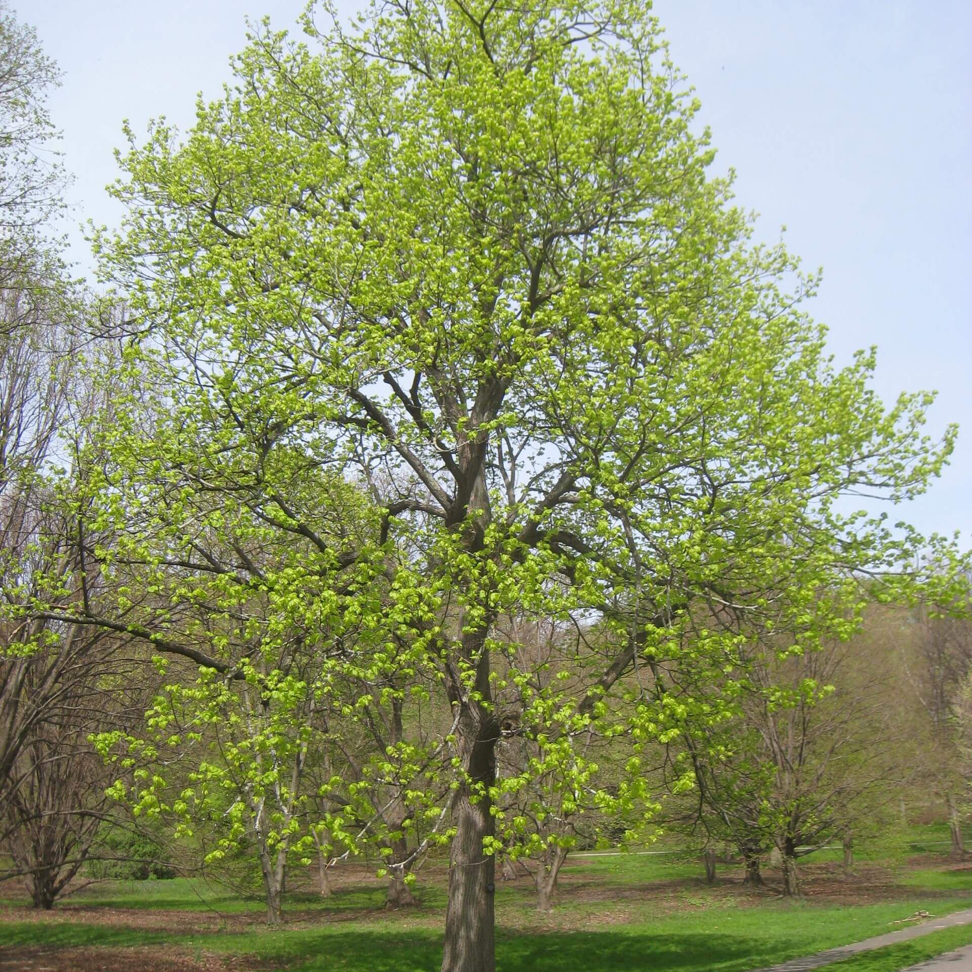 Amerikanische Linde (Tilia americana)