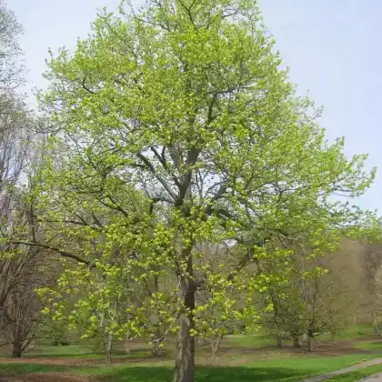 Foto von Amerikanische Linde (Tilia americana)