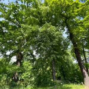 Tilia cordata