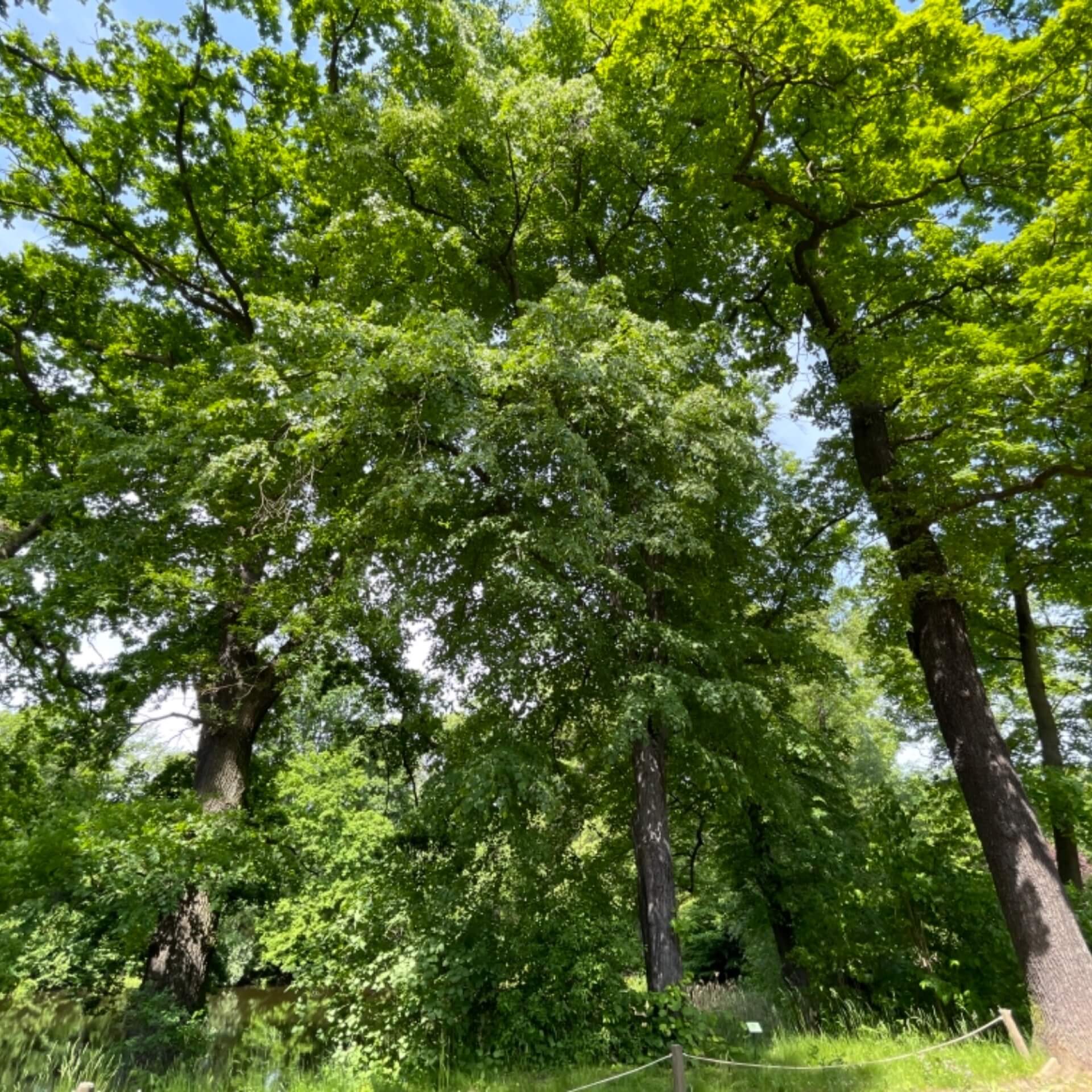 Winter-Linde (Tilia cordata)