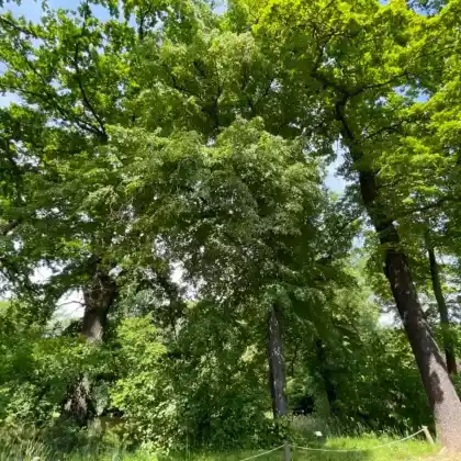 Foto von Winter-Linde (Tilia cordata)
