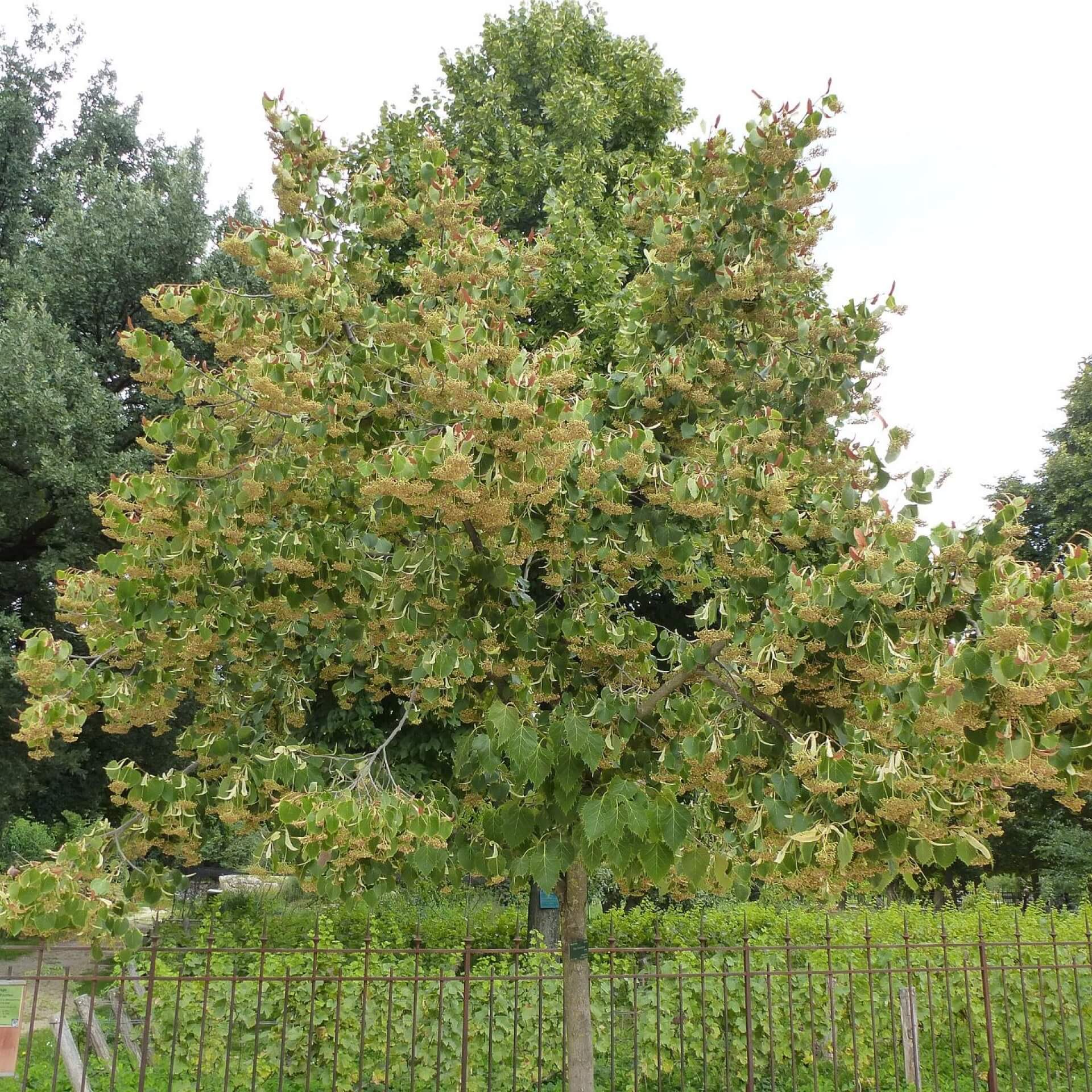 Henrys Linde (Tilia henryana)