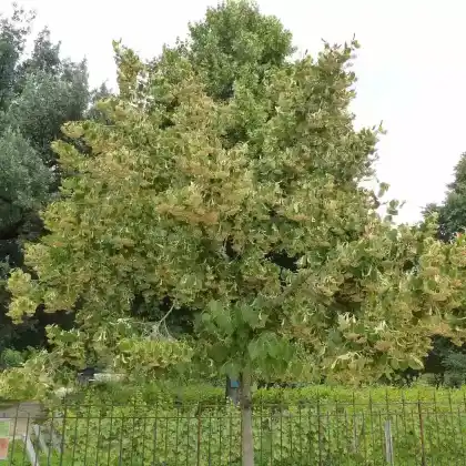 Foto von Henrys Linde (Tilia henryana)