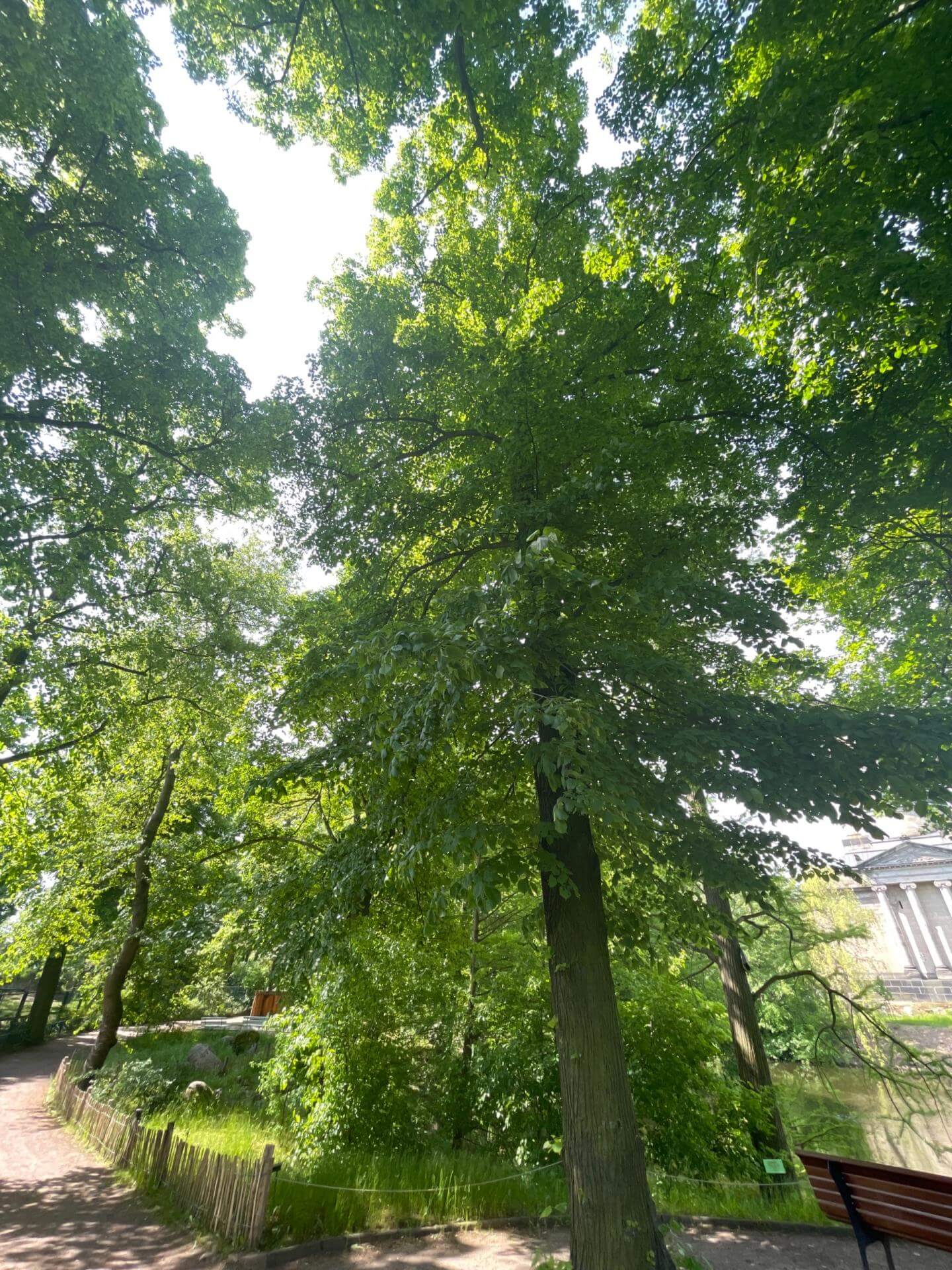 SommerLinde / Tilia platyphyllos