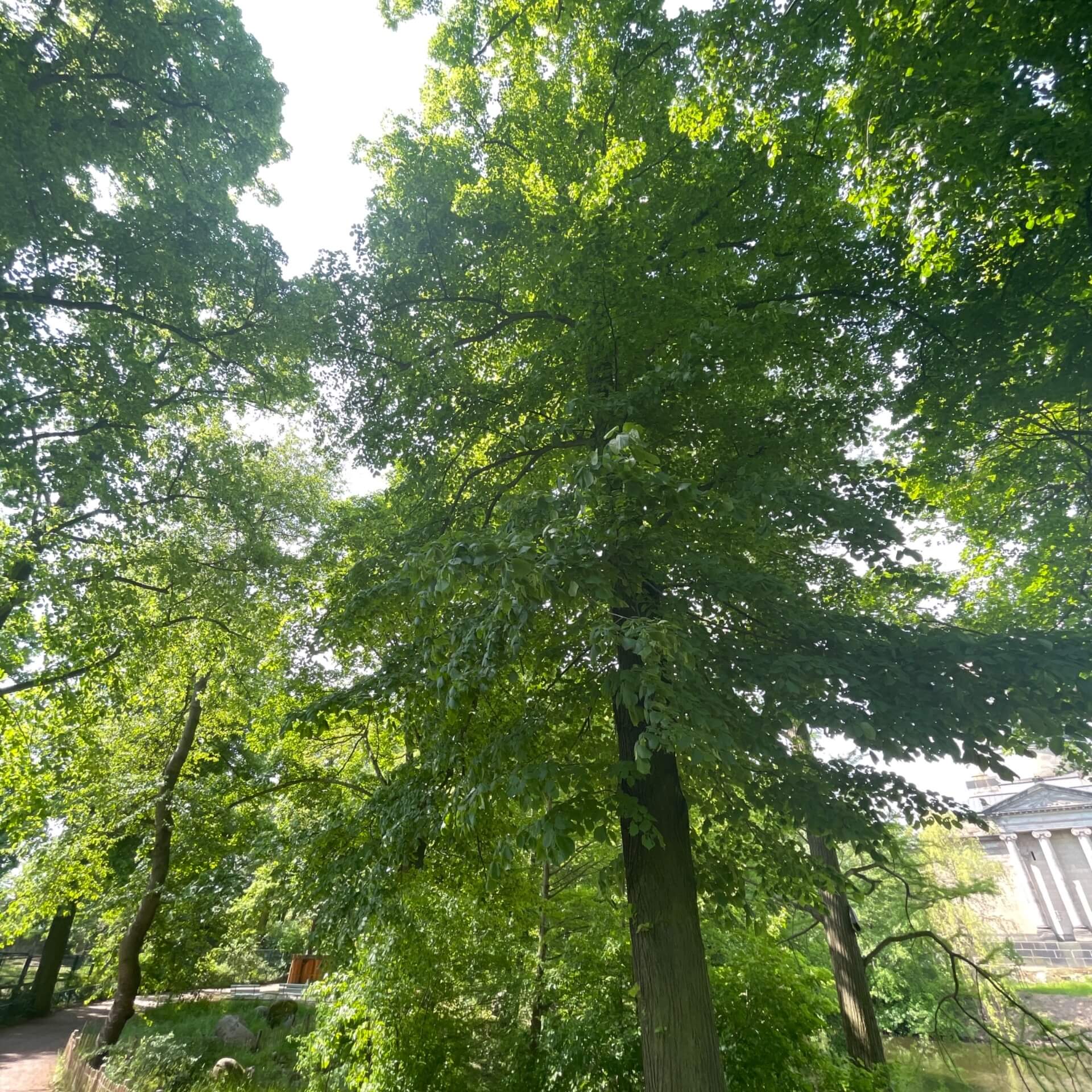 Sommer-Linde (Tilia platyphyllos)