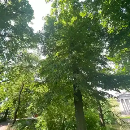 Foto von Sommer-Linde (Tilia platyphyllos)
