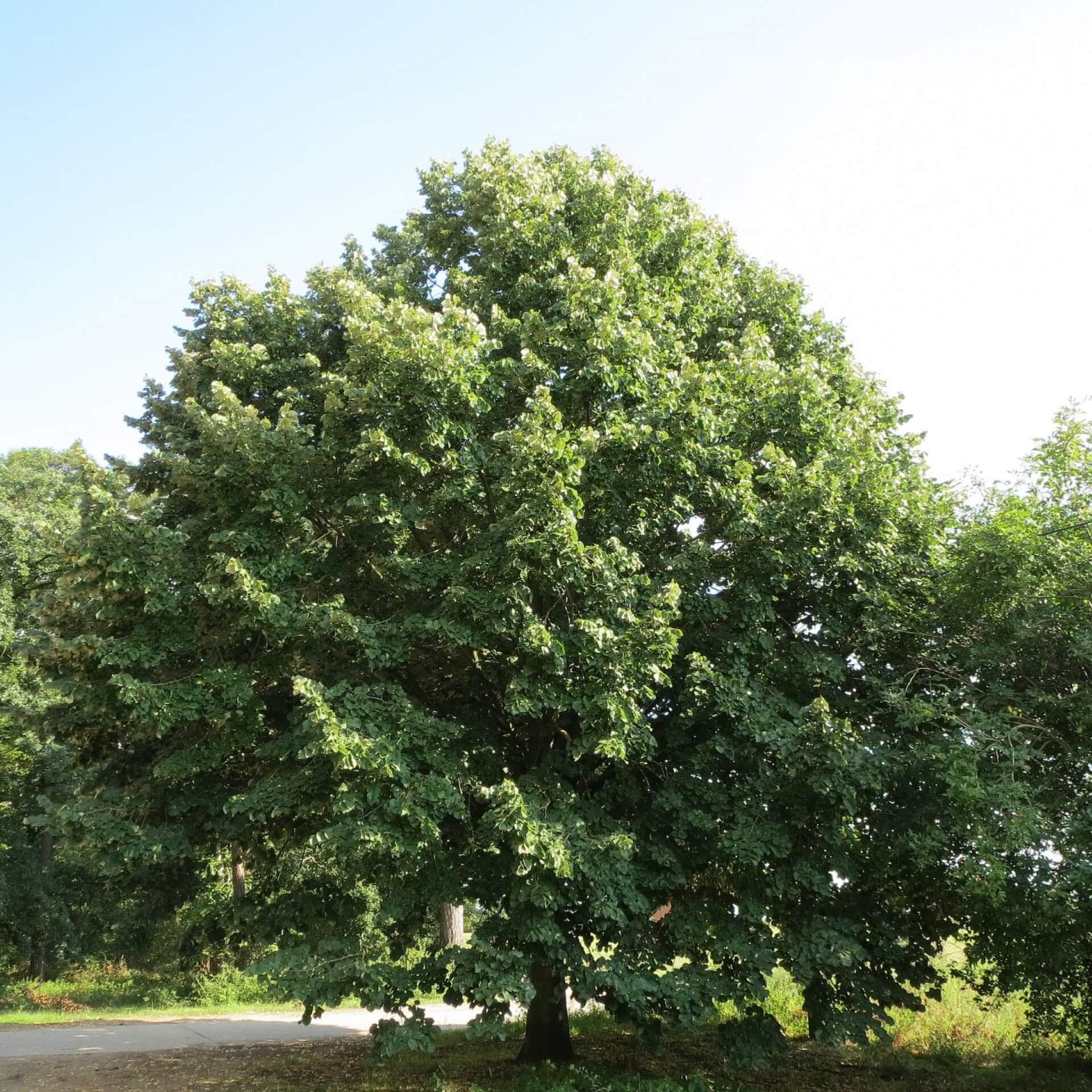 Silber-Linde (Tilia tomentosa)