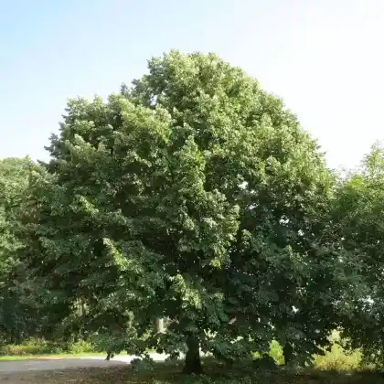 Foto von Silber-Linde (Tilia tomentosa)