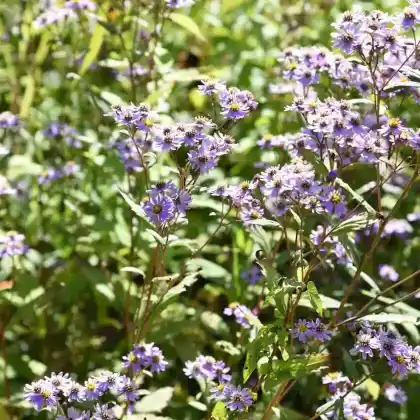 Foto von Aster 'Harry Schmidt' (Aster ageratoides 'Harry Schmidt')