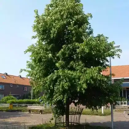 Foto von Holländische Linde (Tilia x europaea)