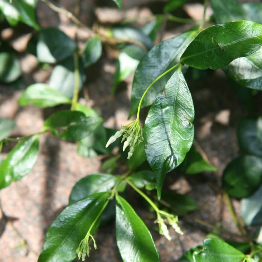 Sternjasmin / Trachelospermum jasminoides