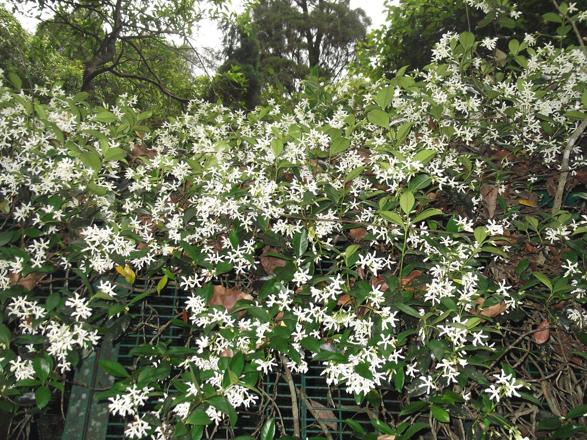 Sternjasmin / Trachelospermum jasminoides